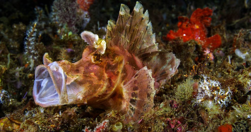 poisson